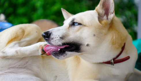 Γιατί ο σκύλος σας γλείφει τις πατούσες του; Πότε πρέπει να επισκεφτείτε τον κτηνίατρο