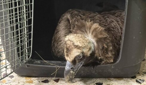Μαυρογύπας επέζησε από δηλητηρίαση στο Δάσος Δαδιάς και μεταφέρθηκε με αεροπλάνο στην Αθήνα