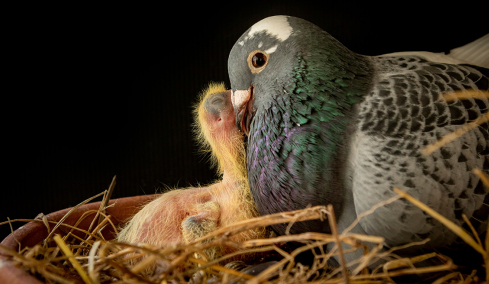 Ο λόγος που κανένας δεν έχει δει ποτέ μωρό περιστέρι: Οι θεωρίες συνωμοσίας και η πραγματικότητα