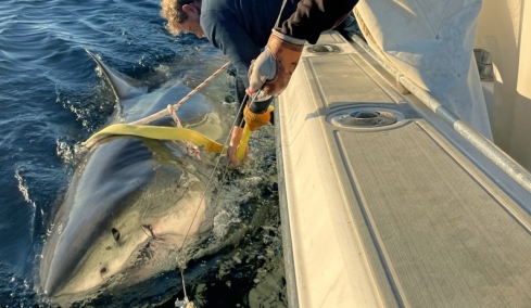 Ο μεγαλύτερος λευκός καρχαρίας που έχει καταγραφεί πλησιάζει τουριστική ακτή στη Φλόριντα