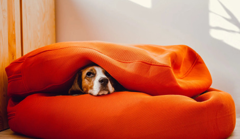 3 αποτελεσματικοί τρόποι για να ηρεμήσουμε έναν σκύλο με άγχος