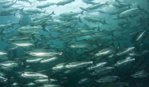 Κλιματική αλλαγή: Γιατί τα ψάρια ολοένα και μικραίνουν; 