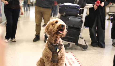 «Συγκινητικές σκηνές» στην Αθήνα - Μεγάλο ενδιαφέρον διεθνών ΜΜΕ για την ελληνική επιχείρηση επαναπατρισμού κατοικιδίων από τη Μέση Ανατολή