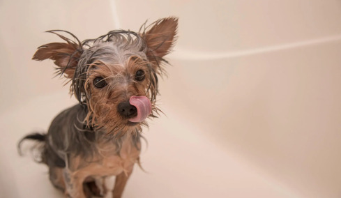 Οι απίστευτοι λόγοι που o σκύλος μας γλείφεται μετά το μπάνιο του