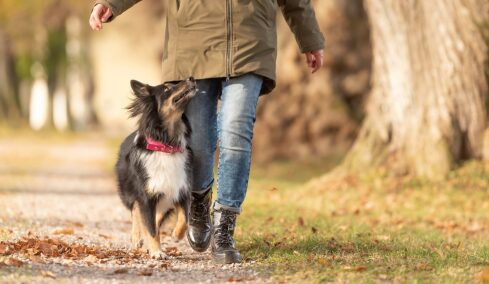 Γιατί ο σκύλος μάς κοιτάει την ώρα που τον πηγαίνουμε βόλτα