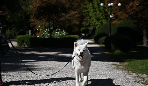 “Α Day with my Pet”: Αυτό το Σάββατο η γιορτή για τα ζώα συντροφιάς στον Δήμο Αμαρουσίου
