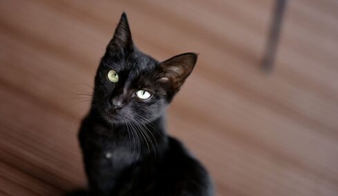 5 παιχνίδια για να ασκήσετε με τον καλύτερο τρόπο το μυαλό της γάτας σας
