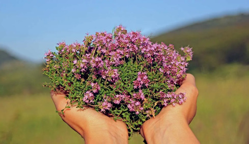 Το φυτό που με το δυνατό άρωμά του κρατά μακριά τα κουνούπια
