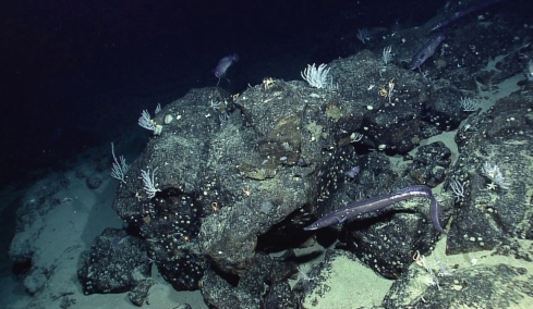 Η NASA χαρτογράφησε τον βυθό της Γης από το διάστημα και ανακάλυψε άγνωστα στοιχεία που αλλάζουν τα δεδομένα