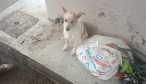 Εγκατέλειψαν σκυλάκι σε στάση λεωφορείου στη Λεμεσό μαζί με τα παιχνίδια του, δείτε το βίντεο που ραγίζει καρδιές