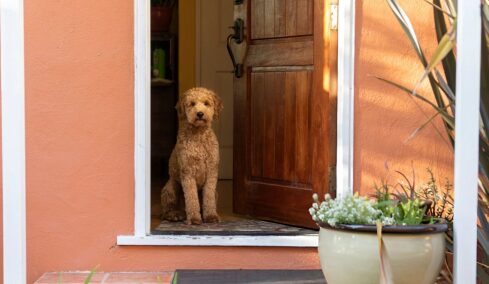Οι λάθος τρόποι που δείχνουμε την αγάπη μας στον σκύλο- Οι λόγοι που εκείνος μπορεί να αντιδράσει άσχημα