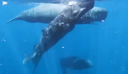 Η στιγμή που θηλυκές φάλαινες συνεργάζονται κατά τη διάρκεια γέννας για να προστατεύσουν νεογέννητο, δείτε βίντεο