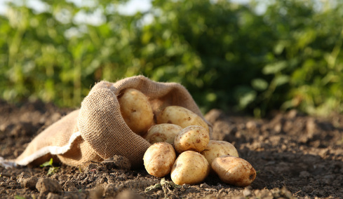 Εταιρεία χαρίζει 4.000 τόνους πατάτες που δεν μπορεί να πουλήσει: «Η ιδέα να τις πετάξουμε είναι δύσκολη»