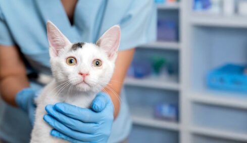 4 γνωστές παθήσεις της γάτας που συνήθως εντοπίζουμε όταν είναι πλέον αργά