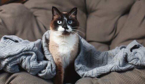 4 πράγματα που πρέπει να γνωρίζουν όσοι έχουν γάτα