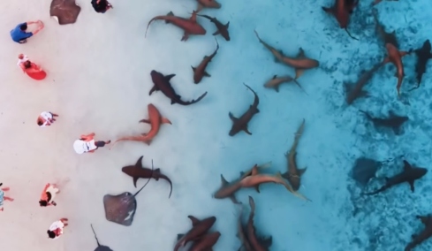 Εντυπωσιακό βίντεο από τις Μαλδίβες: Καρχαρίες κολυμπούν σε ρηχά νερά και επισκέπτες τους παρακολουθούν από απόσταση αναπνοής