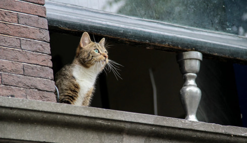 Οι 5 συχνοί λόγοι που οι γάτες το σκάνε από το σπίτι