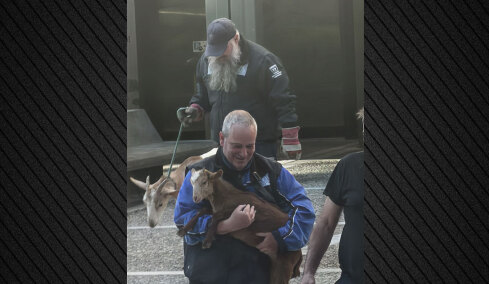 Βίντεο: Η στιγμή που κατεβάζουν κατσίκες, κότες και πάπιες από την ταράτσα-«μαντρί» στους Αμπελόκηπους
