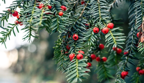 Από τα ελληνικά βουνά στα αντικαρκινικά φάρμακα: Τι δείχνει μελέτη του ΑΠΘ για τον ίταμο
