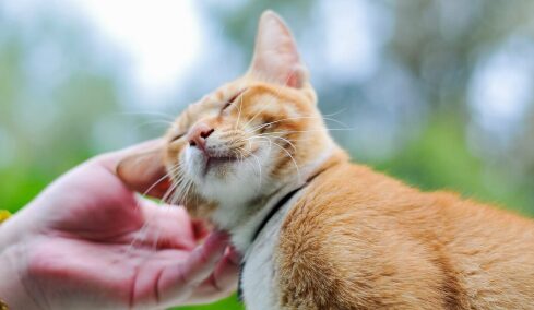 4 πράγματα που κάνει η γάτα σας επειδή σας εμπιστεύεται