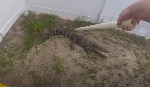 Αστυνομικός στη Φλόριντα παλεύει με κροκόδειλο για να τον «συλλάβει», δείτε βίντεο 
