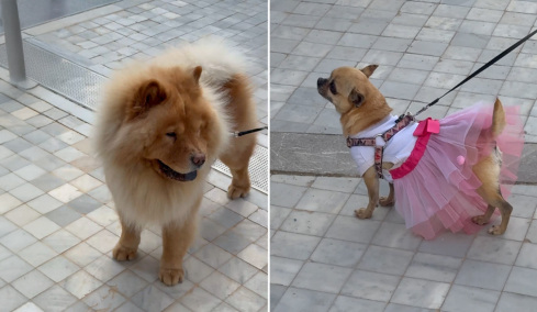 Η πρώτη αγκαλιά που σημαίνει πολλά: Η στιγμή που υιοθετούνται σκύλοι και γάτες στο Woof Festival 2026 από topetmou.gr