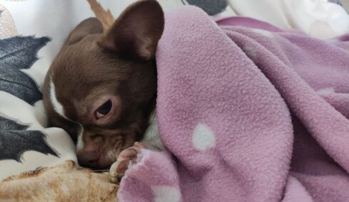 Τι μπορεί να ονειρεύονται οι σκύλοι όταν κλαίνε στον ύπνο τους
