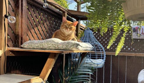 Τι είναι το catio που ξετρελαίνει όλες τις γάτες – Ποια είναι τα 4 οφέλη του