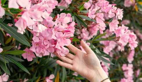 Το τοξικό φυτό που ο ΕΟΔΥ ζητά να ξεριζωθεί από τα σχολεία