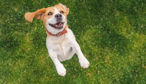 Θέλετε να υιοθετήσετε σκύλο; Πώς θα καταλάβετε αν είστε έτοιμοι;