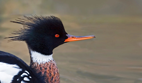 Τα 10 πτηνά με τα πιο περίεργα μαλλιά