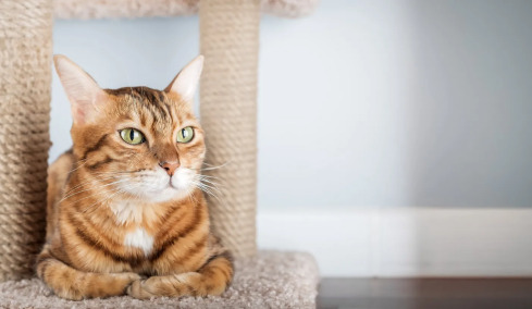 Με ποιον τρόπο μπορείτε να βοηθήσετε μια γάτα να προσαρμοστεί στο νέο σπίτι της