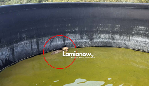 Αλεπού στη Λαμία εγκλωβίστηκε μέσα σε δεξαμενή νερού και την έσωσαν οι πυροσβέστες, δείτε βίντεο 