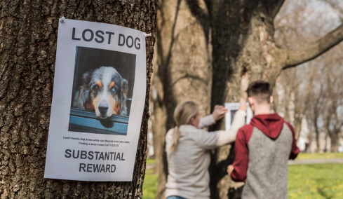 Ποια μέρα του χρόνου χάνονται οι περισσότεροι σκύλοι; Τι πρέπει να κάνουμε