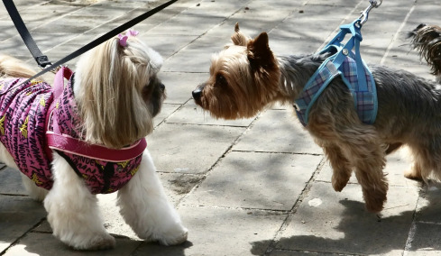 “A Day with my Pet” – Το Σάββατο 18/4 γιορτάζουμε στον Δήμο Καλλιθέας τους τετράποδους φίλους μας