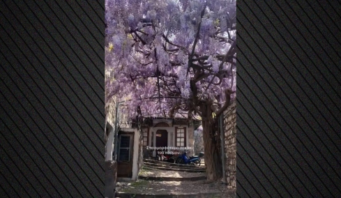 Ο μοβ δρόμος της Ελλάδας που μοιάζει βγαλμένος από παραμύθι