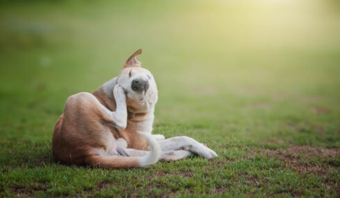 Σκνίπες: Ο αόρατος εχθρός του σκύλου σας- Πώς θα τις αποφύγετε