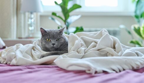 Μεγάλωσε η γάτα σας; Δείτε ποιες σοβαρές ασθένειες είναι πιθανότερο να εμφανίσει