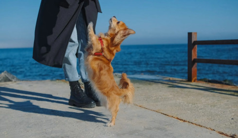 Οι λόγοι που ο σκύλος σας πηδάει πάνω σας
