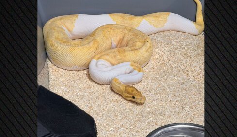 Απίστευτη υπόθεση στην Πολωνία, βρέθηκαν 148 βασιλικοί πύθωνες σε διαμέρισμα 
