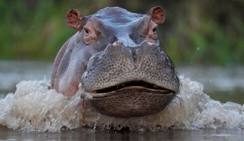 Κανείς δεν θέλει τους ιπποπόταμους του Πάμπλο Εσκομπάρ: Η ευθανασία ως μόνη λύση, η οικολογική απειλή και οι ακτιβιστές που αντιδρούν
