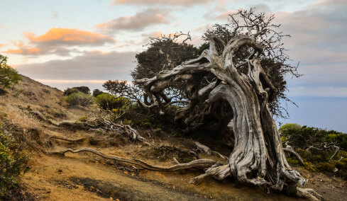 Η ιστορία ενός δέντρου 5.000 ετών που κόπηκε και άλλαξε για πάντα την επιστήμη