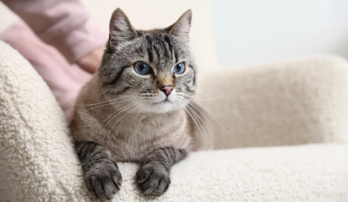 4 συμβουλές για να προστατεύσετε τα νεφρά της γάτας σας