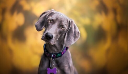 5 πράγματα που ξέρει ο σκύλος σας αλλά εσείς δεν γνωρίζετε ότι τα ξέρει