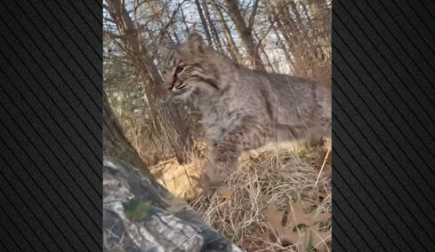 Ερυθρός λύγκας επιτέθηκε σε κυνηγό που είχε στήσει καρτέρι σε γαλοπούλες στο Ουισκόνσιν, δείτε βίντεο