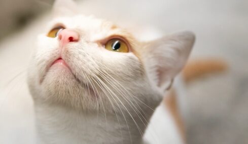 Αυτές είναι οι μυρωδιές που κάνουν τις γάτες να το βάζουν στα πόδια