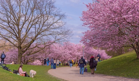 Η κλιματική αλλαγή παρατείνει την εποχή της γύρης στην Ευρώπη και επιβαρύνει εκατομμύρια πολίτες, δείχνει νέα μελέτη