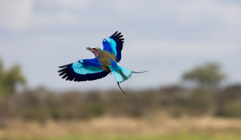 Χαλκοκουρούνα: Το τροπικό πουλί της Ελλάδας που, αν το δείτε, δεν το ξεχνάτε ποτέ