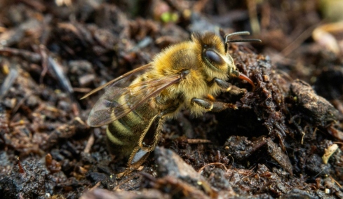 Γυναίκα που έκοψε δρόμο για να πάει στη δουλειά της ανακάλυψε 5,5 εκατομμύρια σπάνιες μέλισσες κάτω από νεκροταφείο στις ΗΠΑ