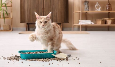 Με ποιον τρόπο θα σταματήσετε τη γάτα σας από το να σκορπίζει την άμμο εδώ και εκεί